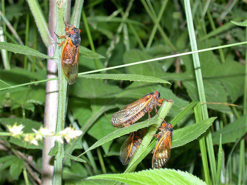 Mark Bennett: Insect scientists, chefs anxious to share nutritional, taste values of cicadas